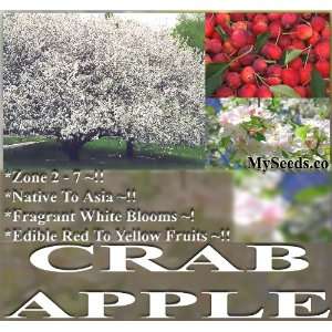   CRAB APPLES SEEDS Malus baccata ~ FRAGRANT: Patio, Lawn & Garden