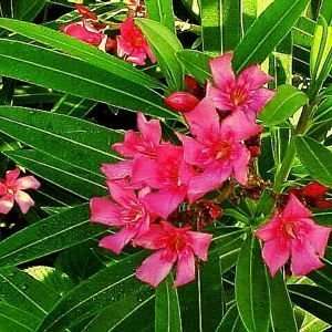  OLEANDER TURNERS FLIRT / 5 gallon Potted Patio, Lawn 