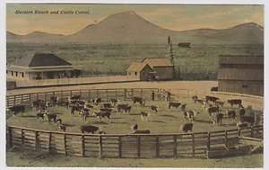 Western Ranch & Cattle Corral 1910s Colored Postcard  