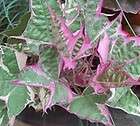 Sweet Potato Vine Plant TriColor (Pink/white/gr​een) 1 gallon