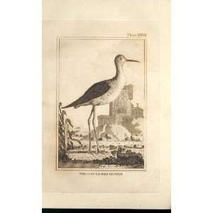    The Long Legged Plover 1812 Buffon Birds Plate 200
