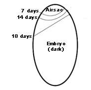 During incubation the air sac size should increase as moisture 