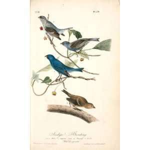   John James Audubon   24 x 40 inches   Indigo Buntin Home & Kitchen