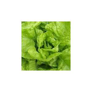  Organic Butterhead Val DOrge Lettuce 450 Seeds: Patio 