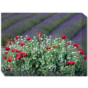  Poppies & Lavender All Weather Giclee (Multi) (30H x 40W 