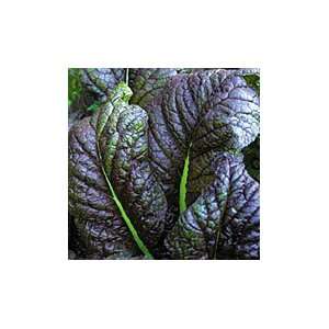  Mustard Greens Red Giant (250 Organic Seeds) Patio, Lawn 