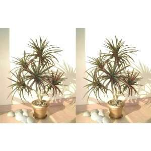  2 x 3ft Yucca Palms, Artificial Trees: Home & Kitchen