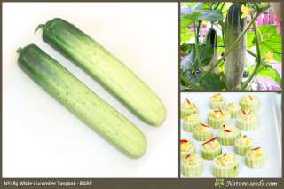   Cucumber Tangkak Vegetable / Fruit Heirloom Gardening Plant Seeds