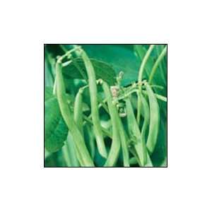    Black Seeded Blue Lake Pole Bean   25 lb. Patio, Lawn & Garden