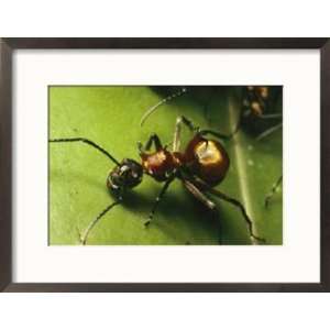  Polyrhachis Ant on a Strangler Fig Leaf Framed 