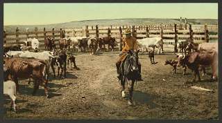 Round up,in the corral,cattle herding,cowboys,CO,c1898  