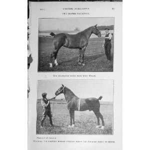  1921 Brood Mare Lady Millie Horse Mathias Stallion