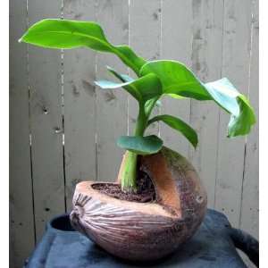  Dwarf Banana Plant growing in a Coconut Planter: Patio 