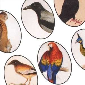  Collage Sheet Exotic Birds 18x25mm Ovals (1 Sheet): Arts 