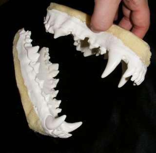 Grey wolf jaws teeth cast taxidermy  
