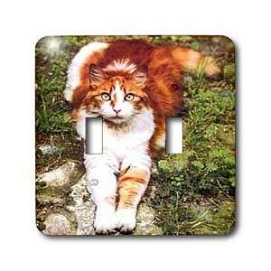  Cats   Orange Cat   Light Switch Covers   double toggle switch 