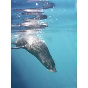  Galapagos Fur Seal, Cavorting Underwater, Galapagos 