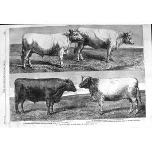  1862 CATTLE SHOW PIOSSY BUTTON DURHAM OX PIGOT COW: Home 