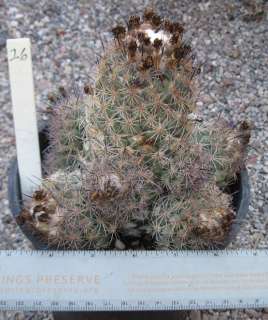 Coryphantha durangensis White Fur Top Extra Large Clumping Cactus 26 