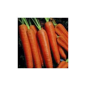   Pelletized Carrot Seed   500,000 Seeds Patio, Lawn & Garden
