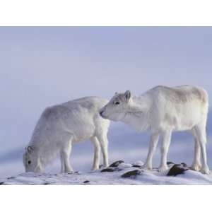  Pearys Caribou Break Through Pack Ice to Forage for 