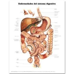   Anatomical Chart SPANISH LANGUAGE  Industrial & Scientific