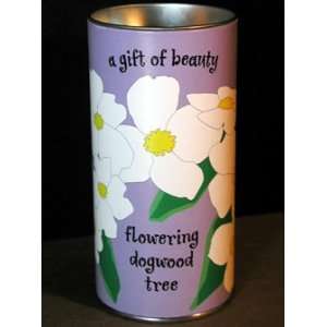  Dogwood Tree Growing Kit: Patio, Lawn & Garden