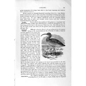  NATURAL HISTORY 1895 COMMON CURLEW BIRD OLD PRINT