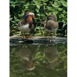 Male and Female Mandarin Ducks on a Log National Geographic Collection 