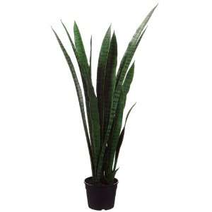 44 Sansevieria Plant in Plastic Pot Two Tone Green (Pack of 2)  