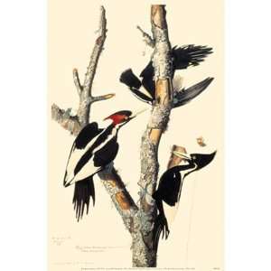  Ivory Billed Woodpecker Poster
