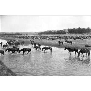  Vintage Art Horses crossing the river at Round up Camp 