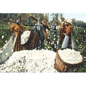    Vintage Art Weighing the Cotton Wool   07462 0