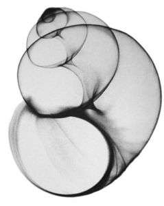 Xray print of a fresh water snail. Seashell photography  