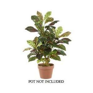  34 Croton Plant x5 w/56 Lvs. Mixed Green (Pack of 6): Home 