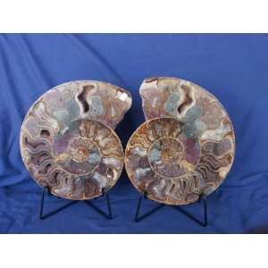  Cut in half and polished Ammonite Fossil (Madagascar), 2 