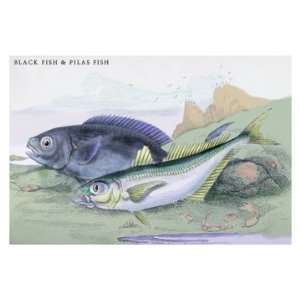  Blackfish and Pilas Fish 12X18 Art Paper with Black Frame 