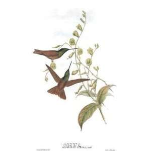     Artist John Gould   Poster Size 15 X 23 inches