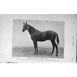   Antique Portrait Thoroughbred Stallion Akbar Horse: Home & Kitchen