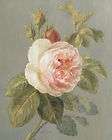Heirloom Rosebush Rosevine Rose Bushes  