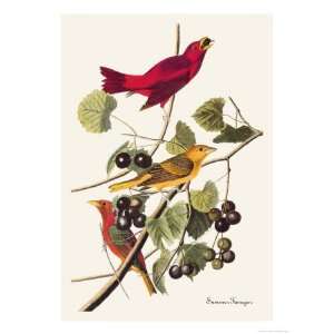   Giclee Poster Print by John James Audubon, 24x32
