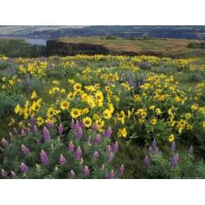Balsam Root Meadow with Lupine, Columbia River Gorge, Oregon, USA Art 