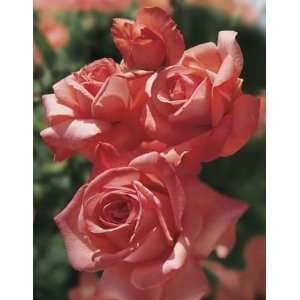  Spellbound (Rosa Hybrid Tea)   Bare Root Rose: Patio, Lawn 