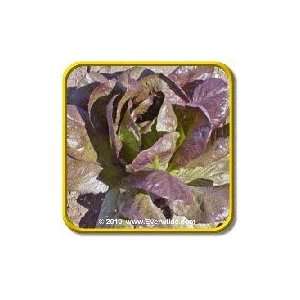  Cimmaron   Romaine Lettuce Seeds   Jumbo Seed Packet 