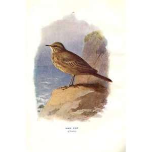  Rock Pipit By A Thorburn Wild Birds Print 1903