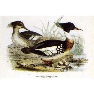  Red Breasted Merganser Gould Birds by John Gould. Size: 0 