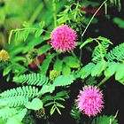 Mimosa pudica   Sensitive plant   20 seeds