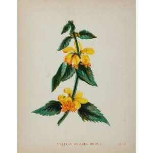  1902 Botanical Print Yellow Archangel Galeobdolon 