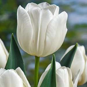  Triumph Tulip Bulbs Silver Dollar Patio, Lawn & Garden