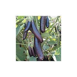  Little Finger Eggplant Patio, Lawn & Garden